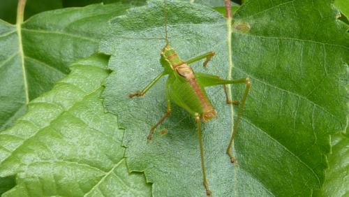 Réf. 210 450 : Leptophyes punctatissima
